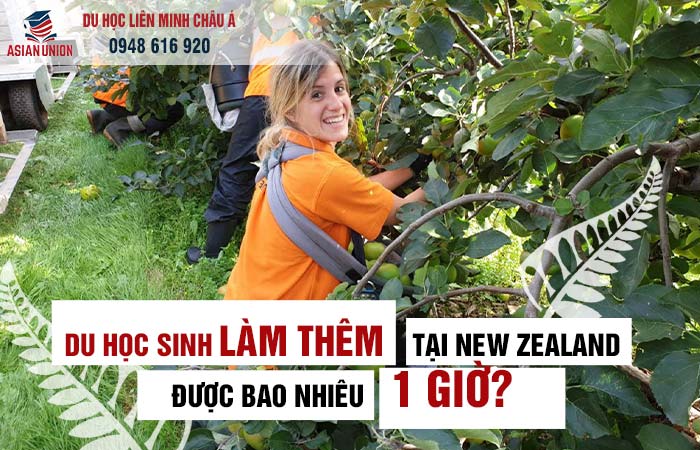 Du học sinh làm thêm tại New Zealand được bao nhiêu 1 giờ